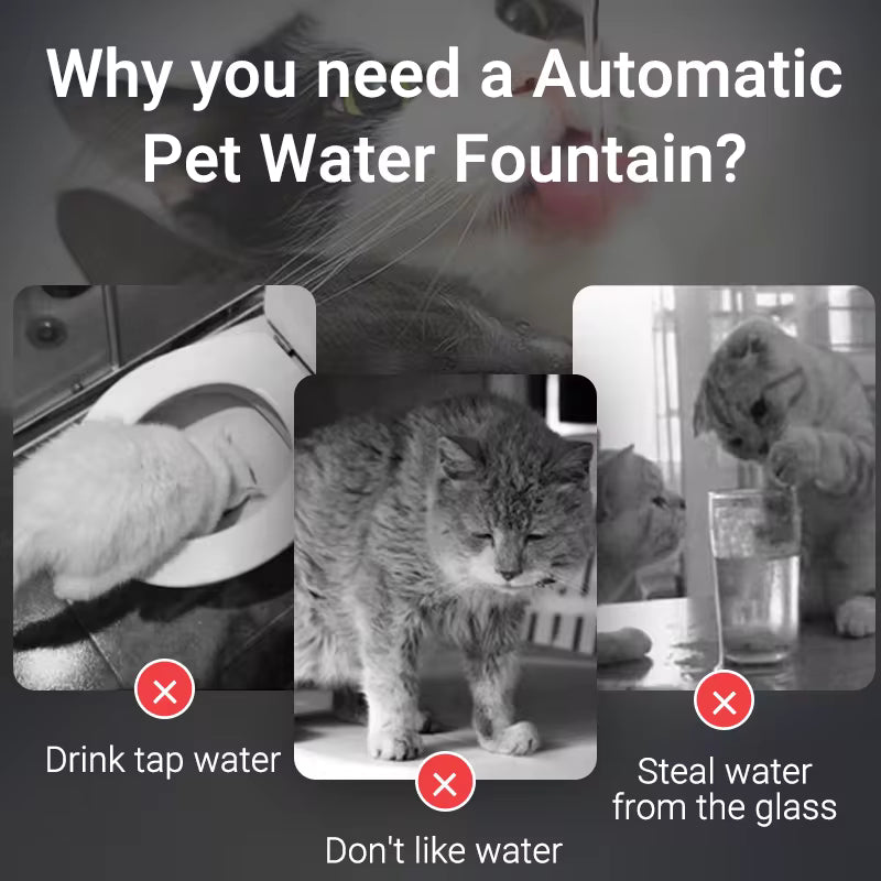 BrainPet  Automatic Fountain